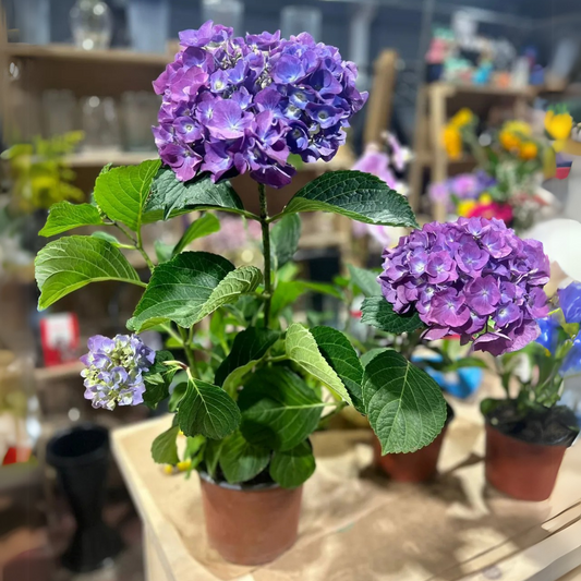 Hortensia