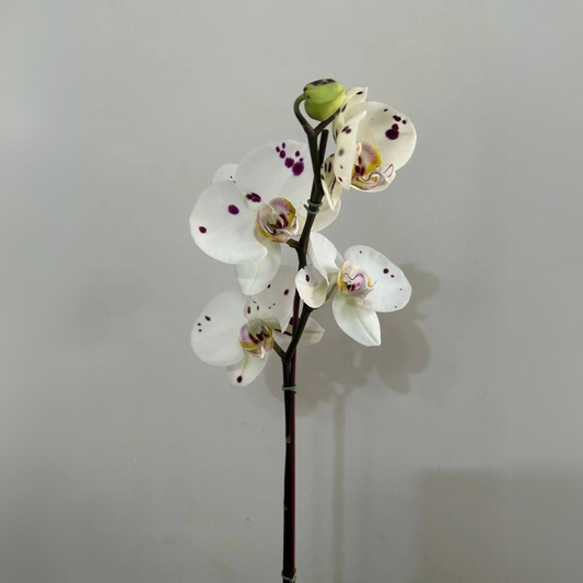 Orquidea
