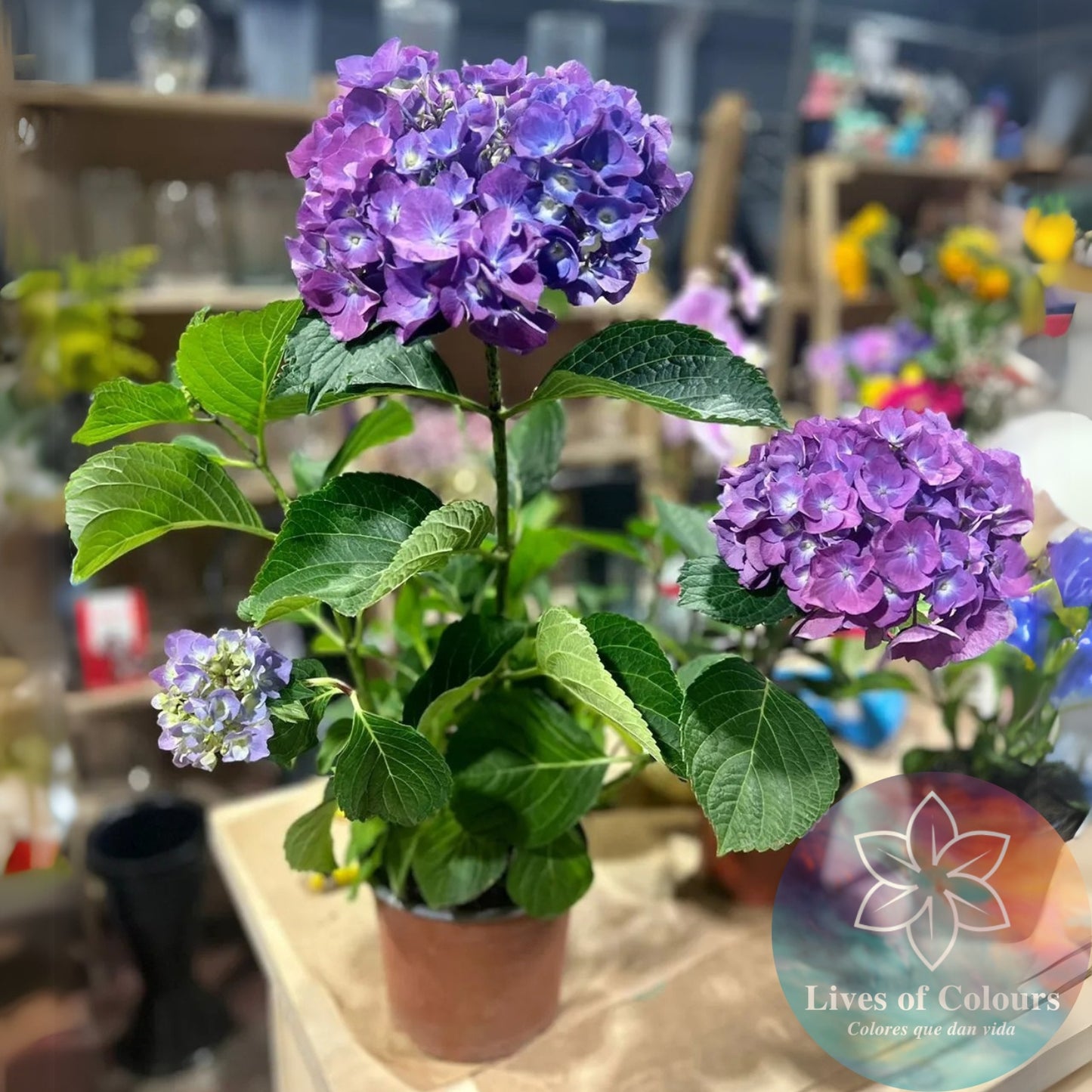 Hortensia