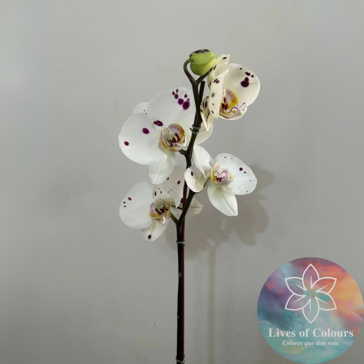 Orquidea