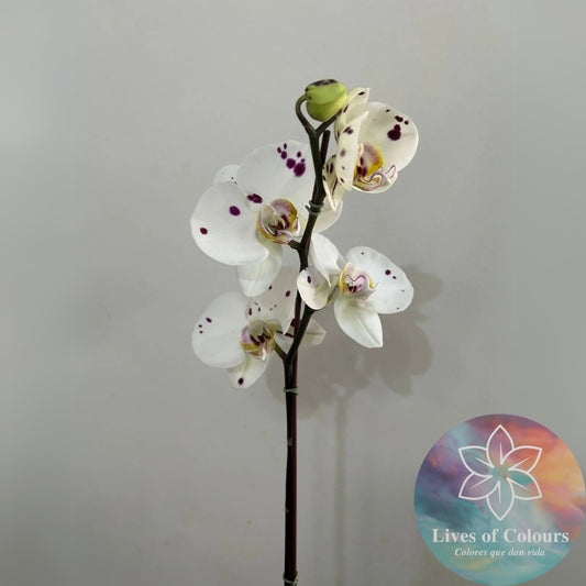 Orquidea